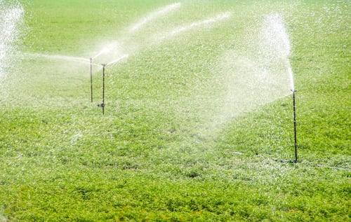 How Often to Water Your Lawn in Phoenix: A Season-by-Season Irrigation Guide