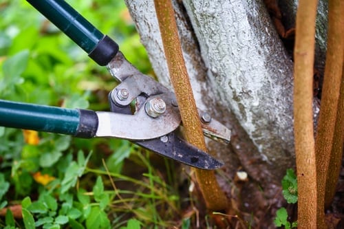 A Year-Round Lawn Care Calendar for |Phoenix| Yards
